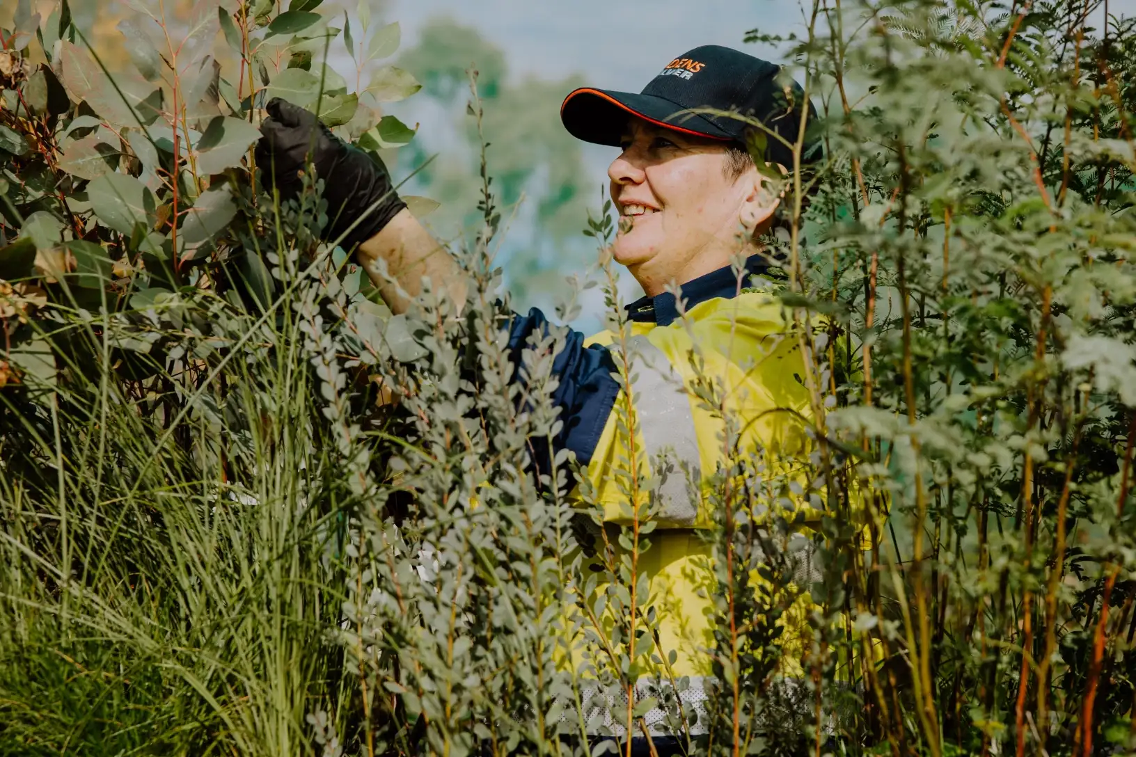 A person in a high-visibility vest and cap works among dense green foliage, reaching towards bowdens silver plants with gloved hands.